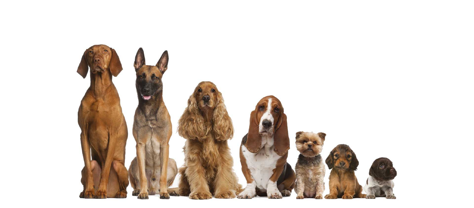 cani-diverse-taglie cani-di-diverse-taglie