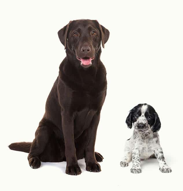 cani cani-sciolti-cucciolo