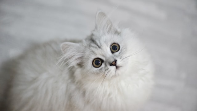 gatto alimenti-gatto