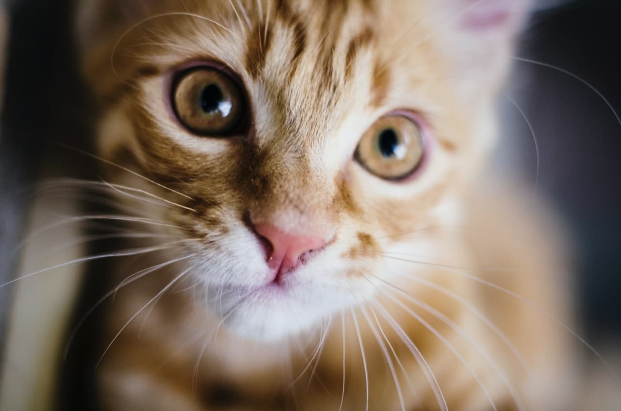 gatto gatto-pet