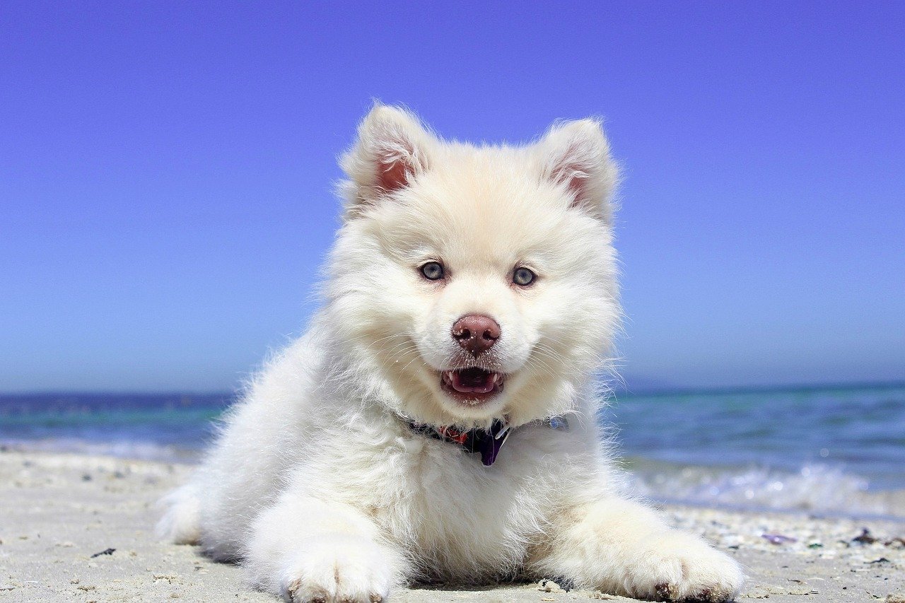 cane-spiaggia