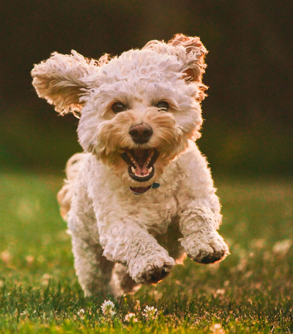 happy-dog