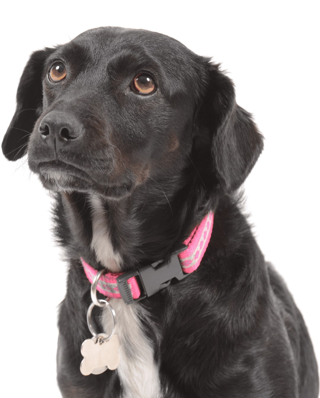 black-dog
