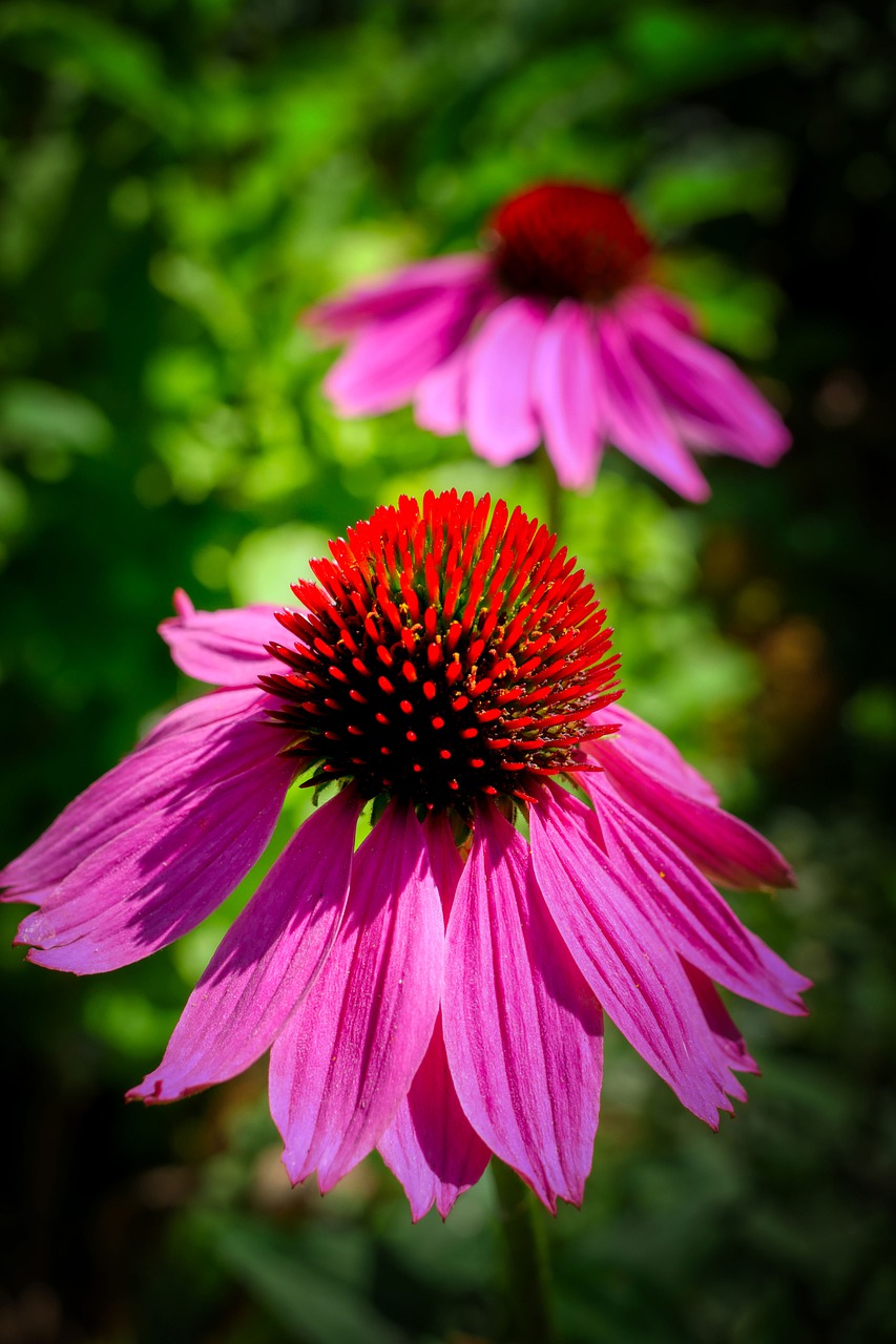 echinacea