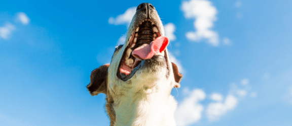 Igiene orale cani