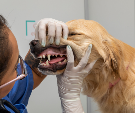 Prevenzione e Igiene orale cani