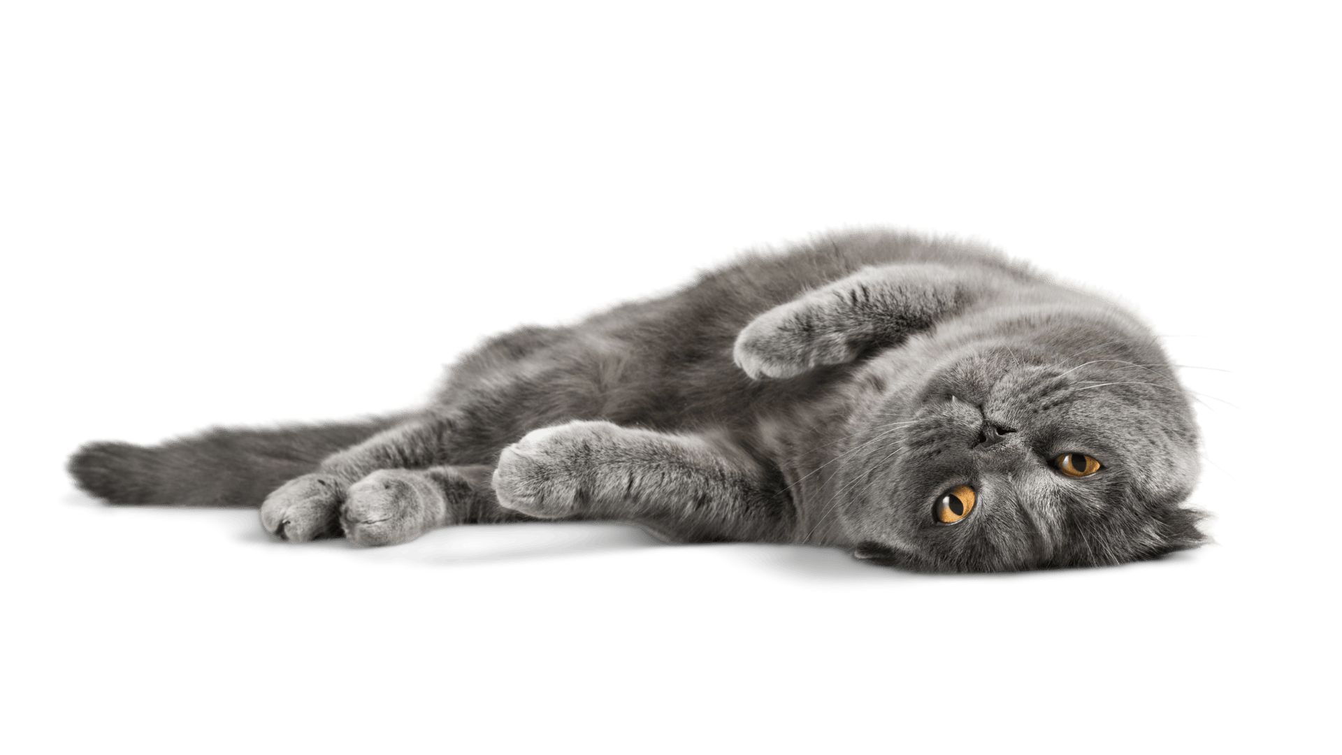 Nourriture-pressée-chats