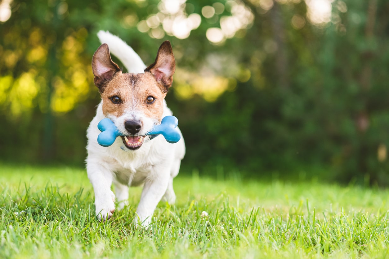 La Bianco-Line Pet per la salute e il benessere del tuo animale domestico
