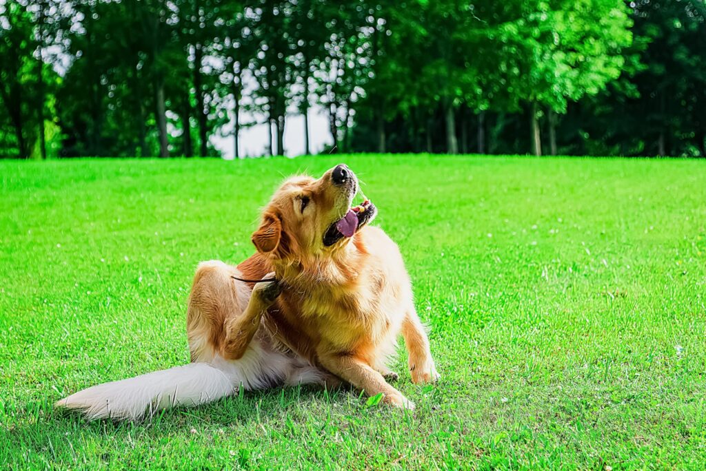 Come combattere la dermatite del cane con le crocchette Bianco Line Pet