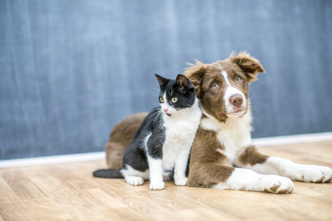 Prodotti specifici per la dieta del tuo animale domestico