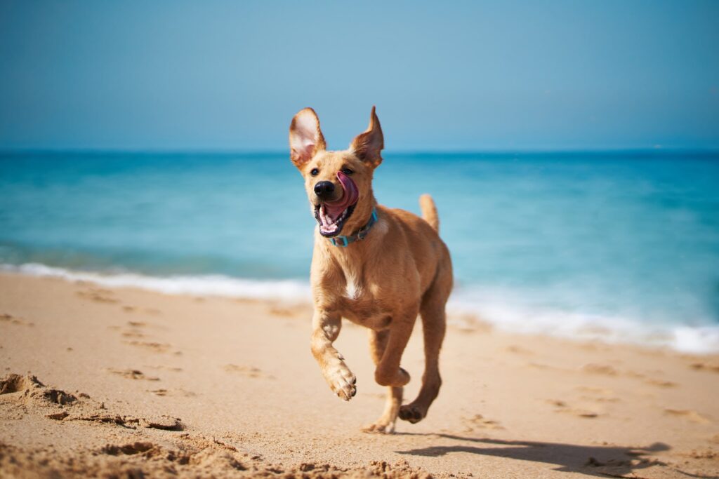 Integratori per cani: l’importanza e i benefici dei grassi buoni 