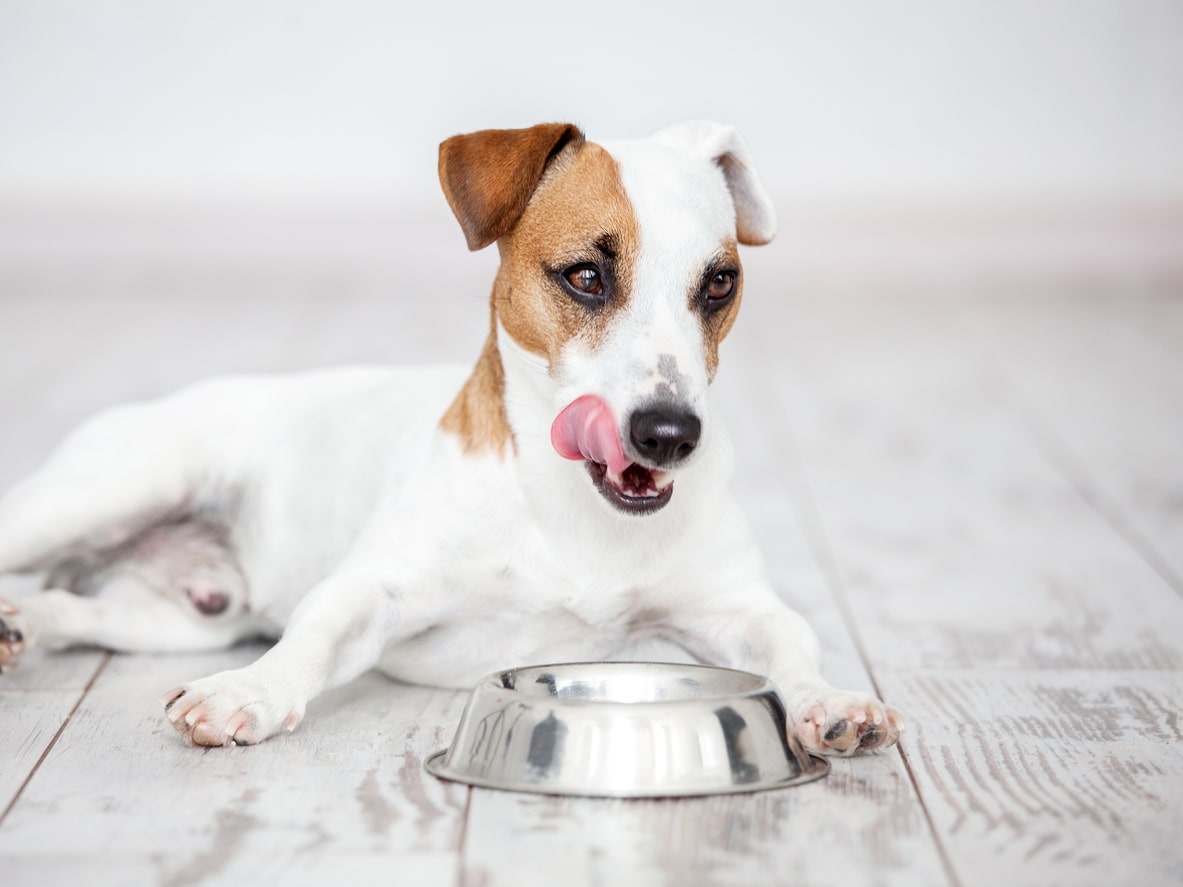 Proteine trasformate nella dieta dei cani: vantaggi delle crocchette pressate a freddo