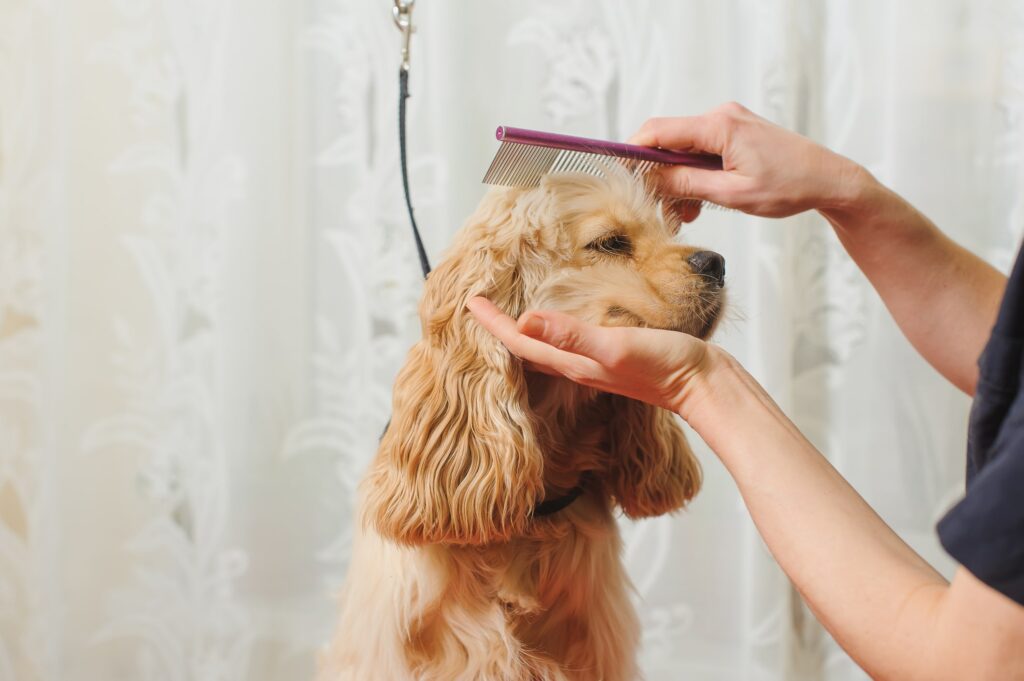 Perdita peli cani stagione fredda