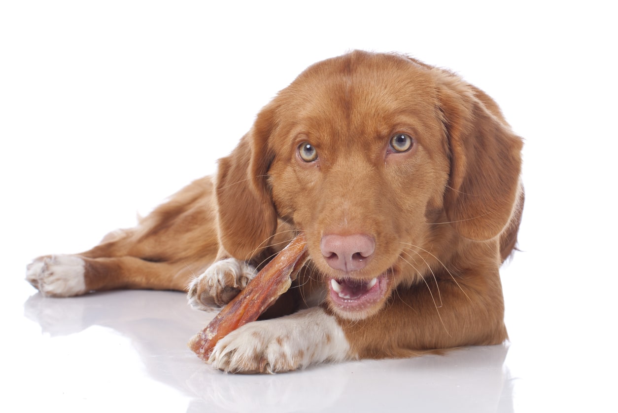 A cosa servono gli snack masticativi per cani?