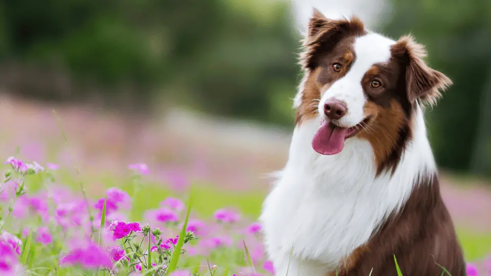 Bianco-Line Pet Cibo per cani e gatti pressato a freddo di qualità