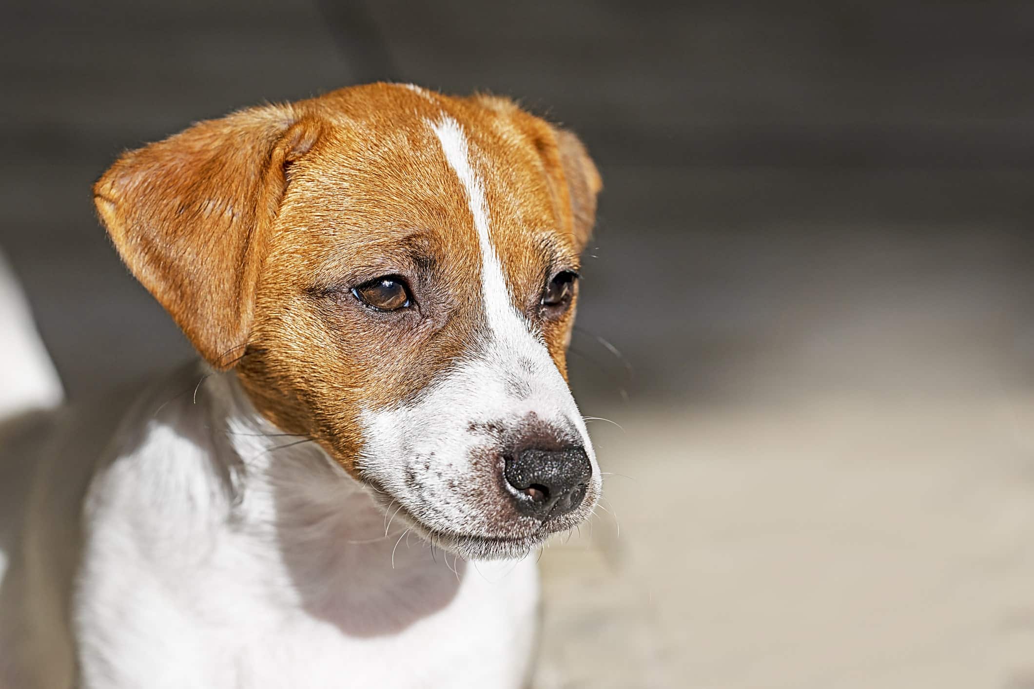 Cosa dare da mangiare a un cane con i vermi? 