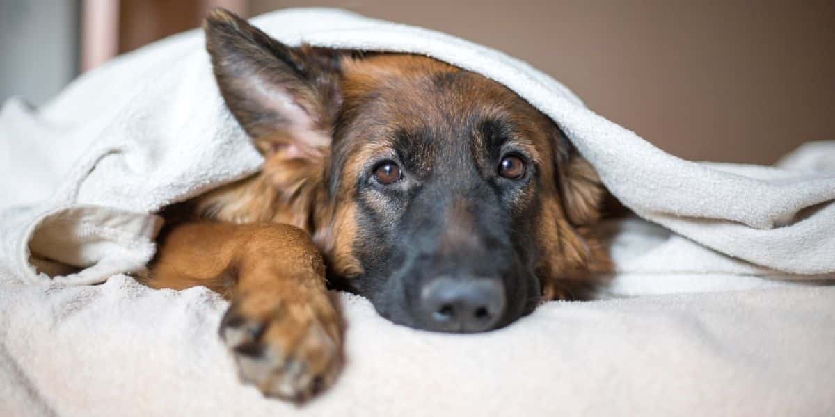 Cibo per cani con problemi alle ghiandole perianali