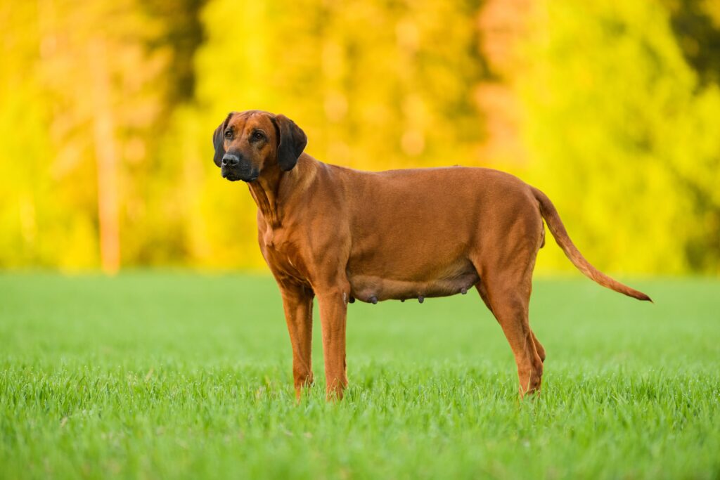 Gravidanza del cane: alimentazione consigliata