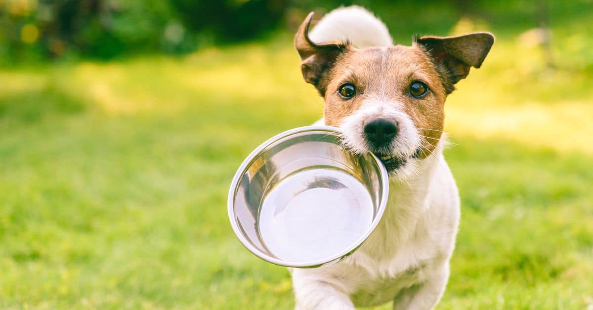 Come pesare le crocchette del cane senza bilancia