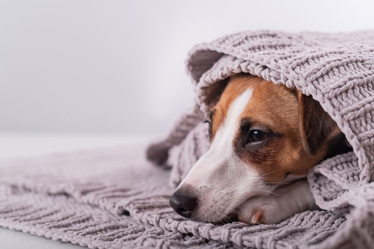 vomito del cane