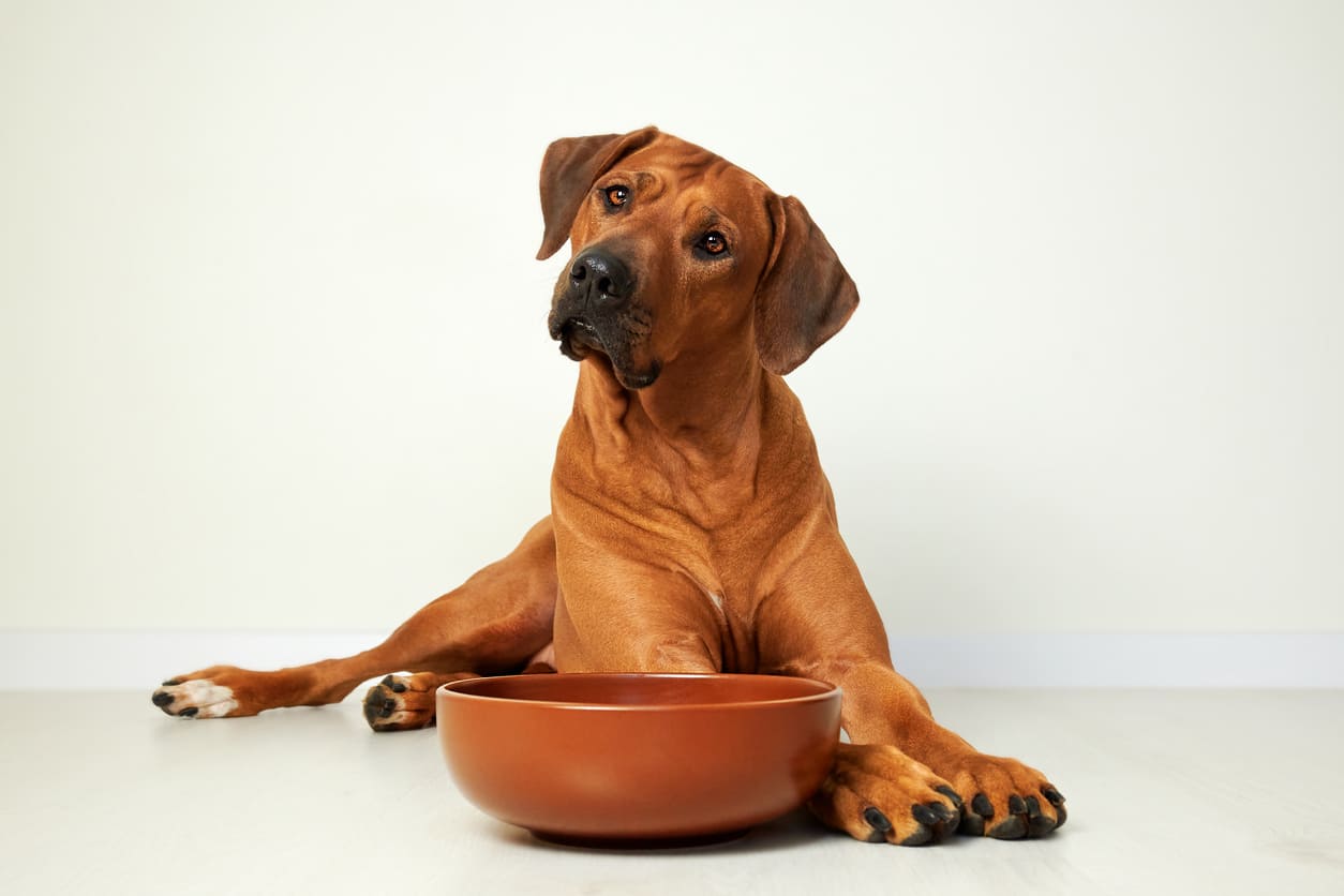 vomito del cane